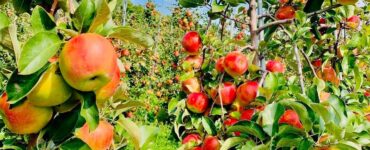 cosecha de frutas