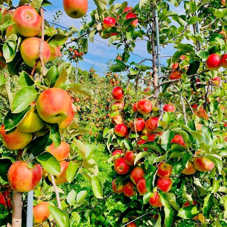 cosecha de frutas
