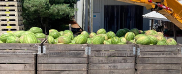 Jornaleros agrícolas para cosechar cultivar clasificar envasar frutas y verduras