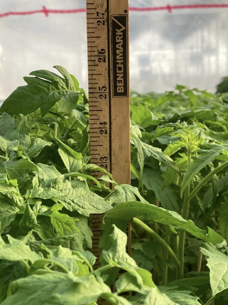 Invernadero Agrícola para la cosecha y envasado hortícolas