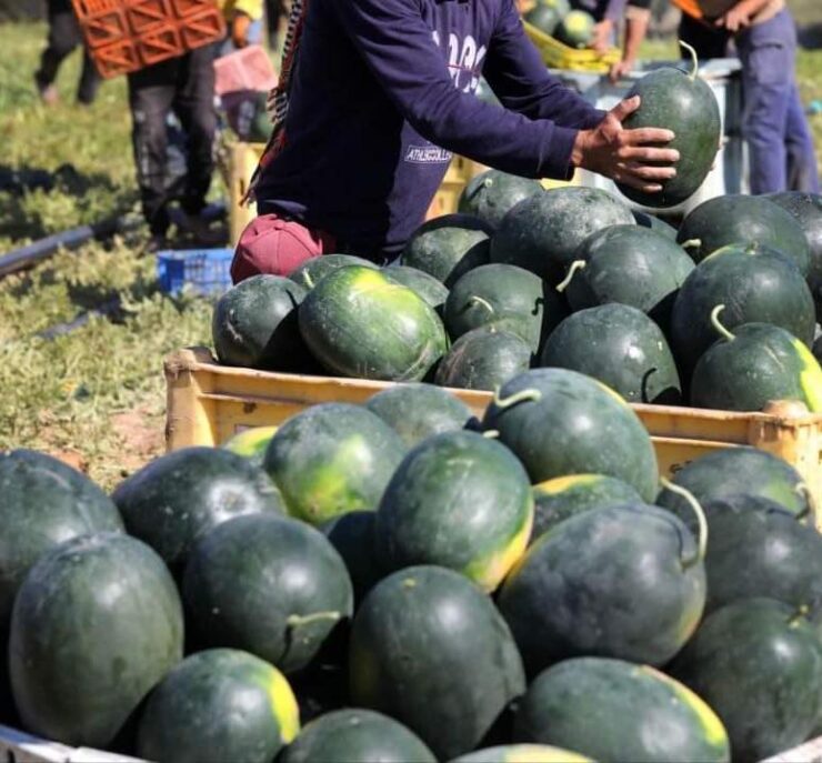 temporada de melon