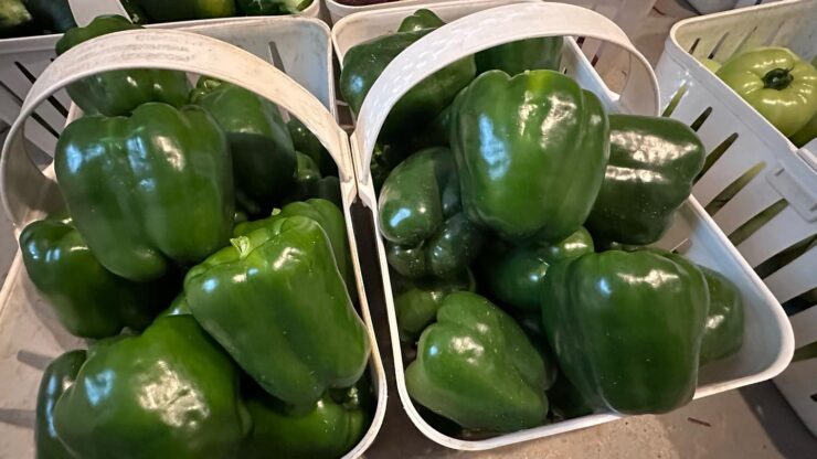 cosecha de pimientos