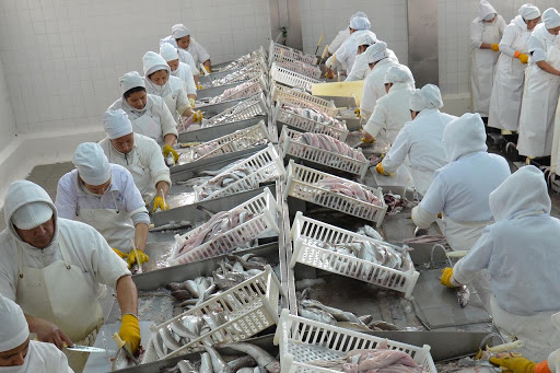 Trabajadores de plantas de pescado