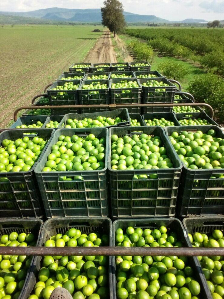 cosecha de citricos