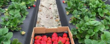 Trabajadores agrícolas y jornaleros para plantación y cosecha de fresas