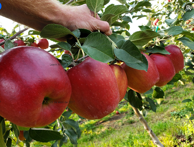 cultivo de frutas