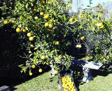 cosecha de cítricos