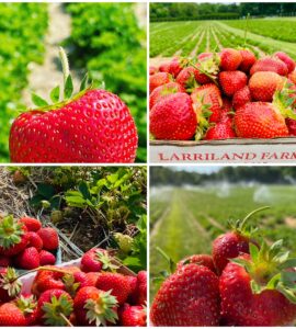 empaque de frutas y verduras