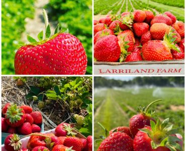 empaque de frutas y verduras