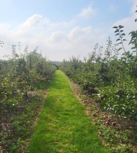 Trabajadores agrícolas obreros para la cosecha de manzanas, uvas y cerezas y otras labores de huerto