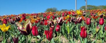 Jornaleros agrícolas para la temporada de tulipanes temporada abril setiembre