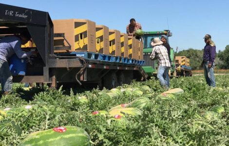 cosecha de frutas y verduras
