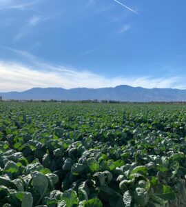 Trabajadores agrícolas (cosecha)