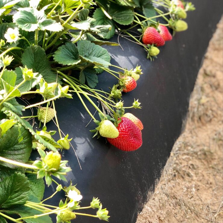 Plantación Cosecha y empaque de fresas