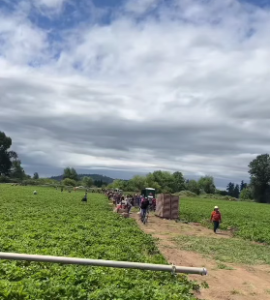 los campos de fresa