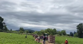 los campos de fresa