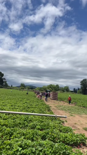 los campos de fresa
