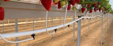 jornaleros agrícolas para cosechar y empacar fresas y verduras por tipo