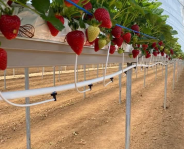 jornaleros agrícolas para cosechar y empacar fresas y verduras por tipo