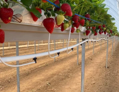 jornaleros agrícolas para cosechar y empacar fresas y verduras por tipo