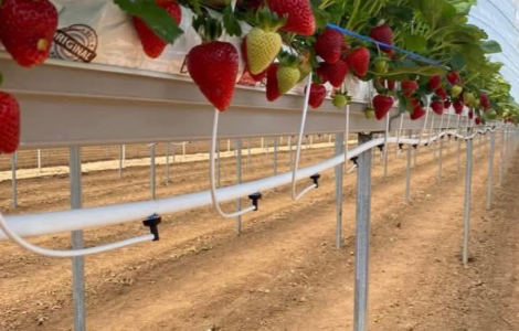 jornaleros agrícolas para cosechar y empacar fresas y verduras por tipo