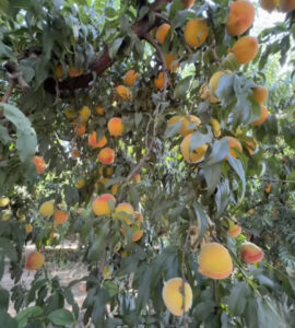 Jornaleros para Pisca de durazno de cañería en el área de Michigan