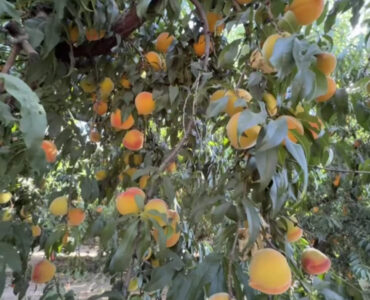 Jornaleros para Pisca de durazno de cañería en el área de Michigan