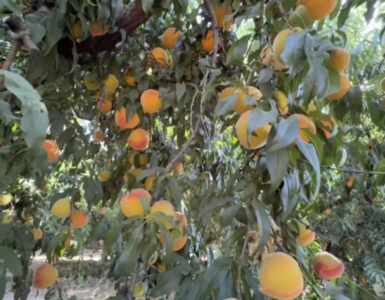 Jornaleros para Pisca de durazno de cañería en el área de Michigan