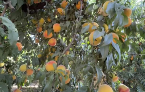 Jornaleros para Pisca de durazno de cañería en el área de Michigan