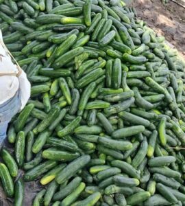 Cosecha y empaque de pepino