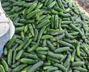Cosecha y empaque de pepino