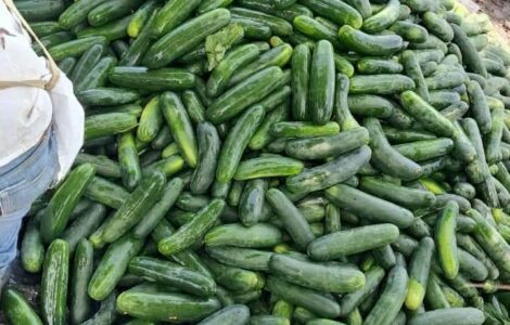 Cosecha y empaque de pepino