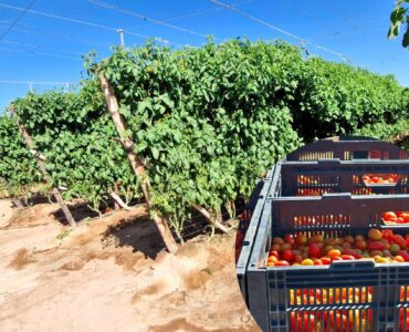 cosechar y seleccionar distintas variedades de tomate