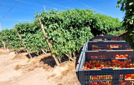cosechar y seleccionar distintas variedades de tomate