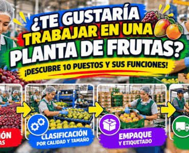 Trabajos en plantas de frutas: 10 puestos y funciones